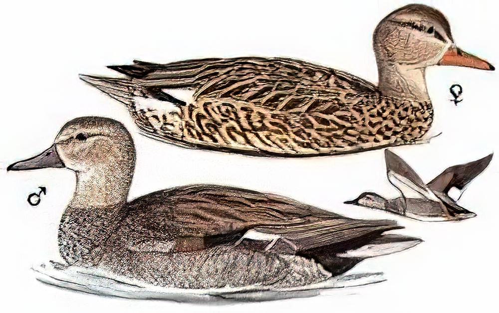 赤膀鸭 / Gadwall