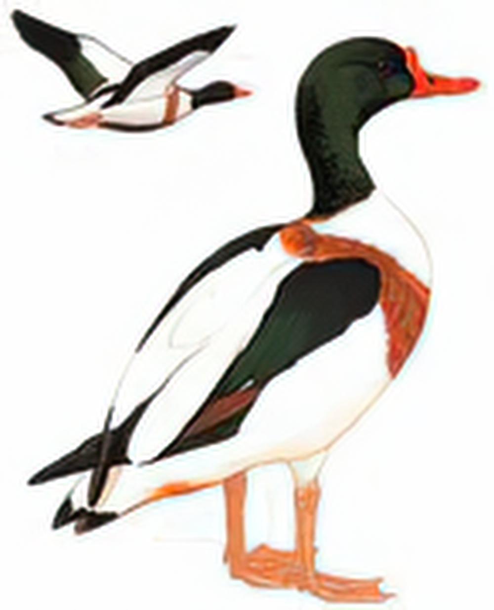 翘鼻麻鸭 / Common Shelduck