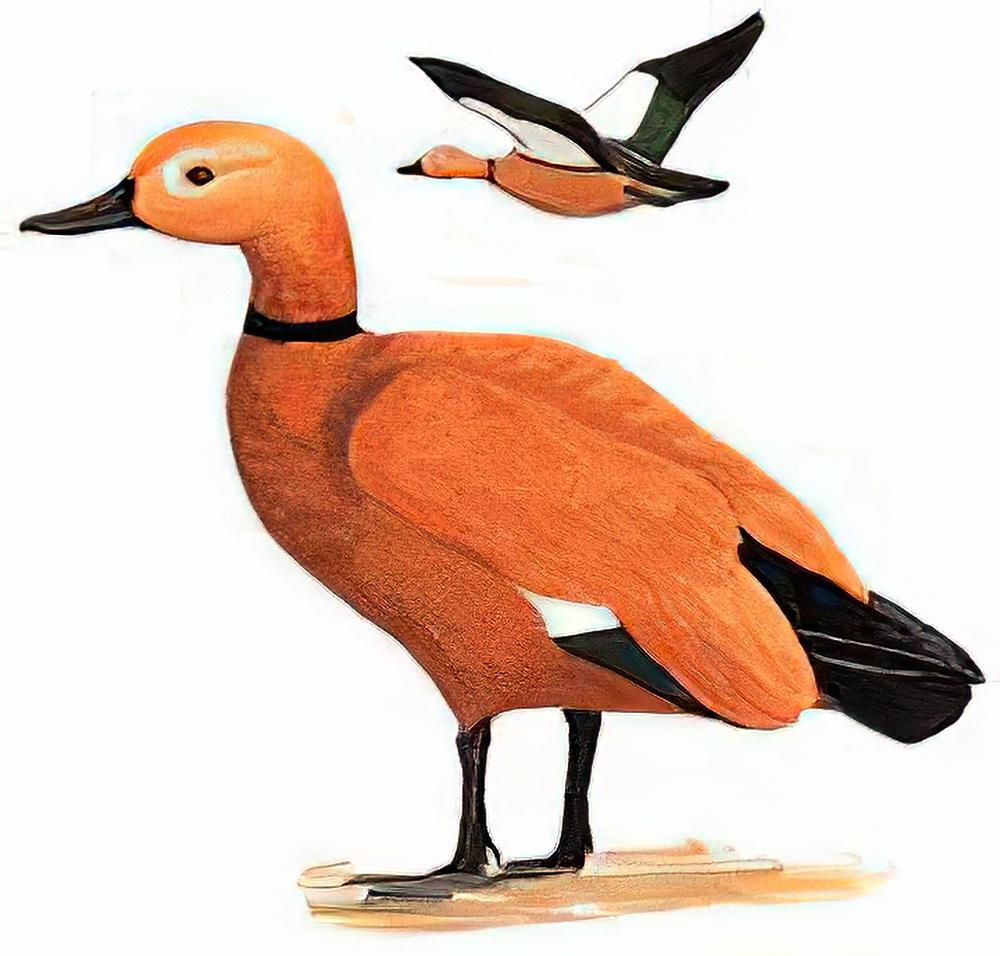 赤麻鸭 / Ruddy Shelduck