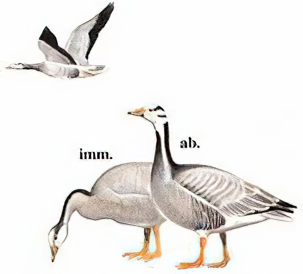 斑头雁 / Bar-headed Goose