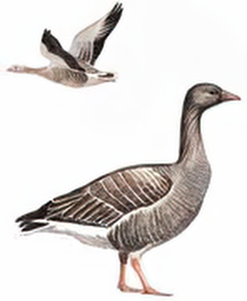 灰雁 / Greylag Goose