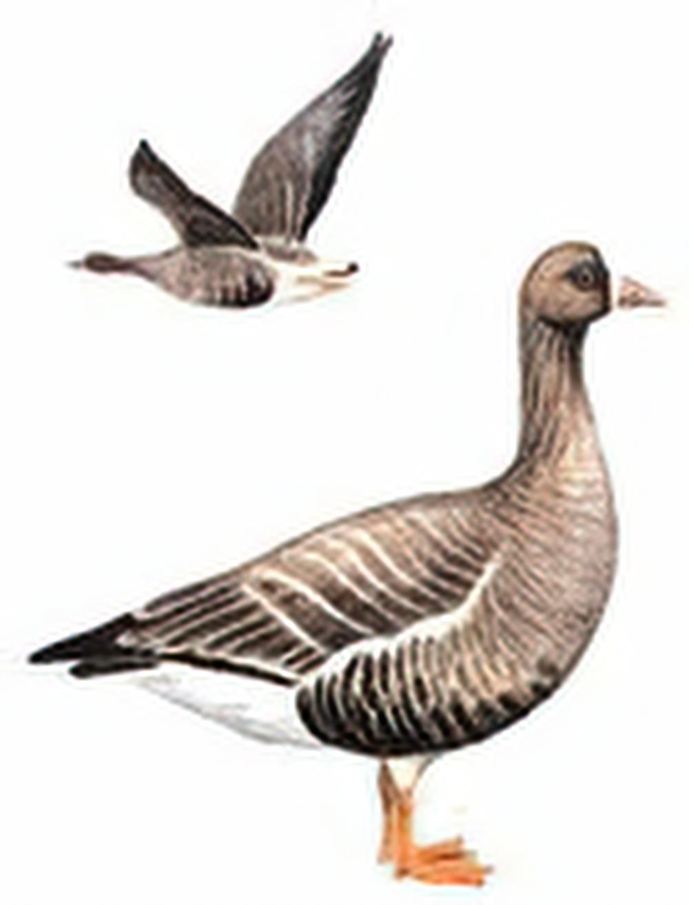 小白额雁 / Lesser White-fronted Goose