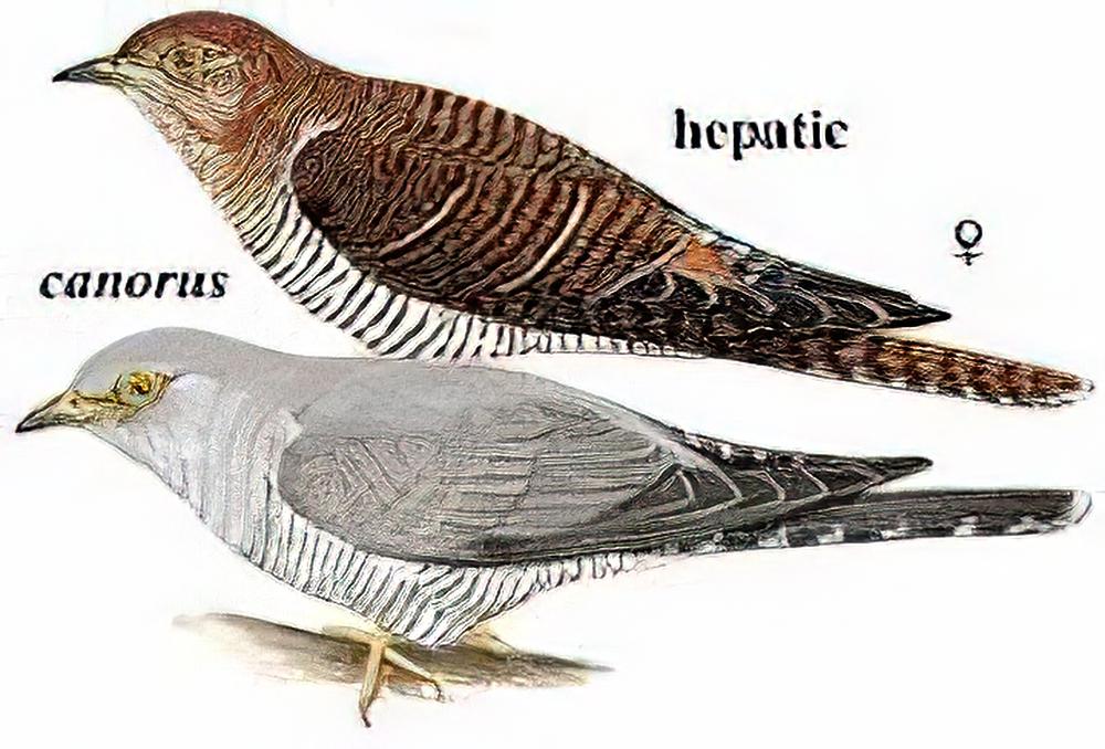 大杜鹃 / Eurasian Cuckoo