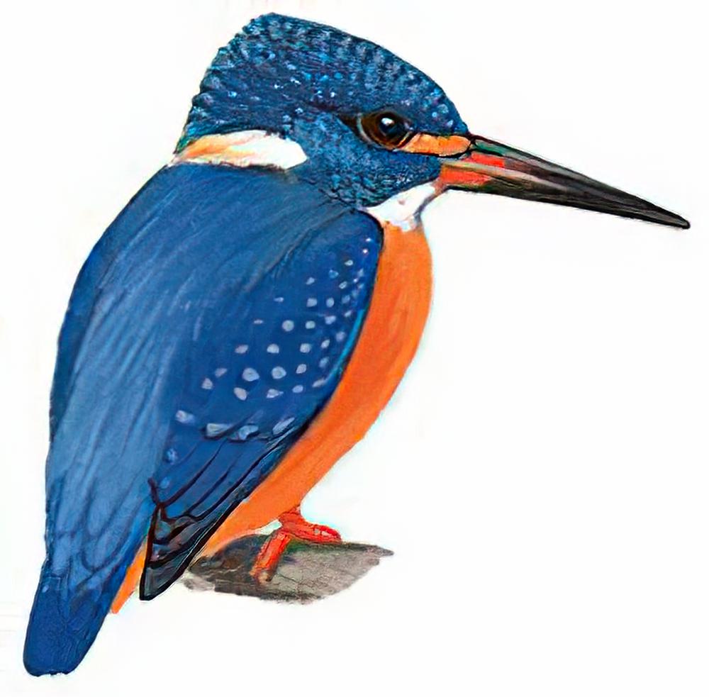 蓝耳翠鸟 / Blue-eared Kingfisher