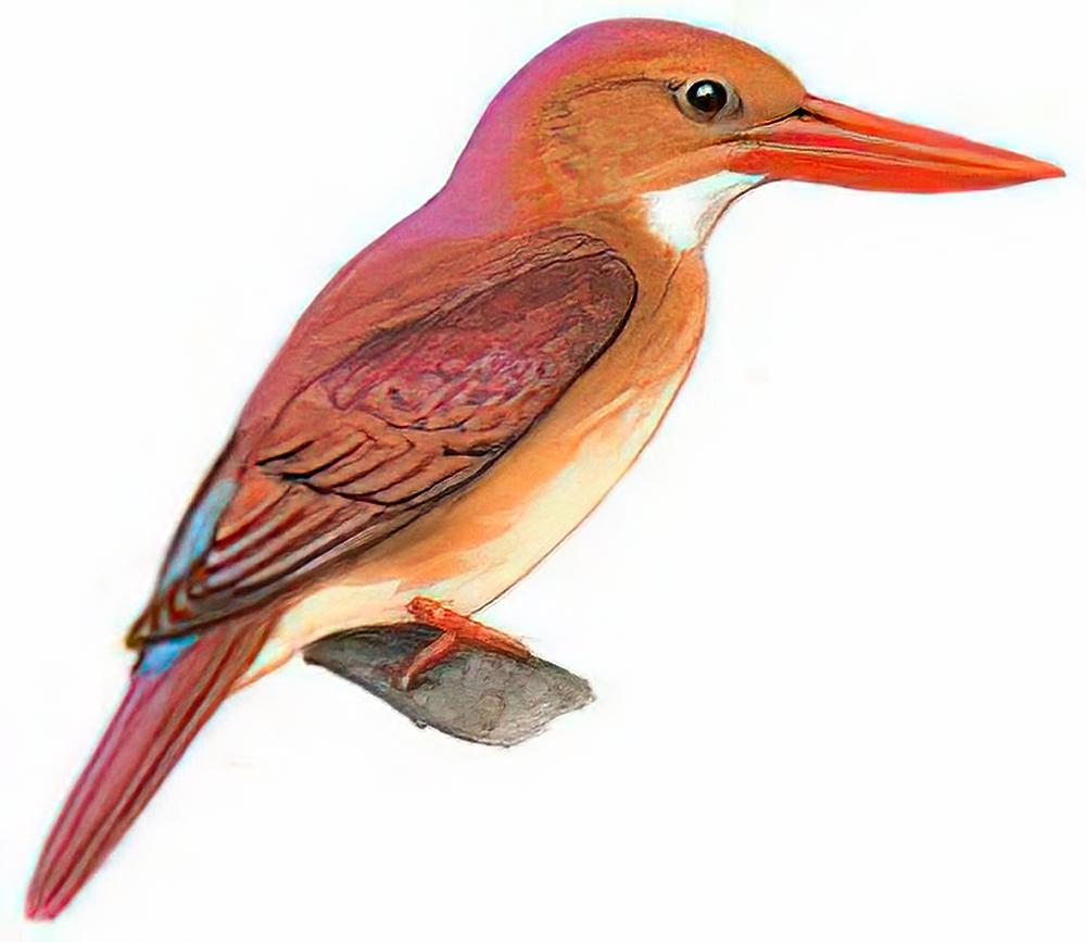 赤翡翠 / Ruddy Kingfisher