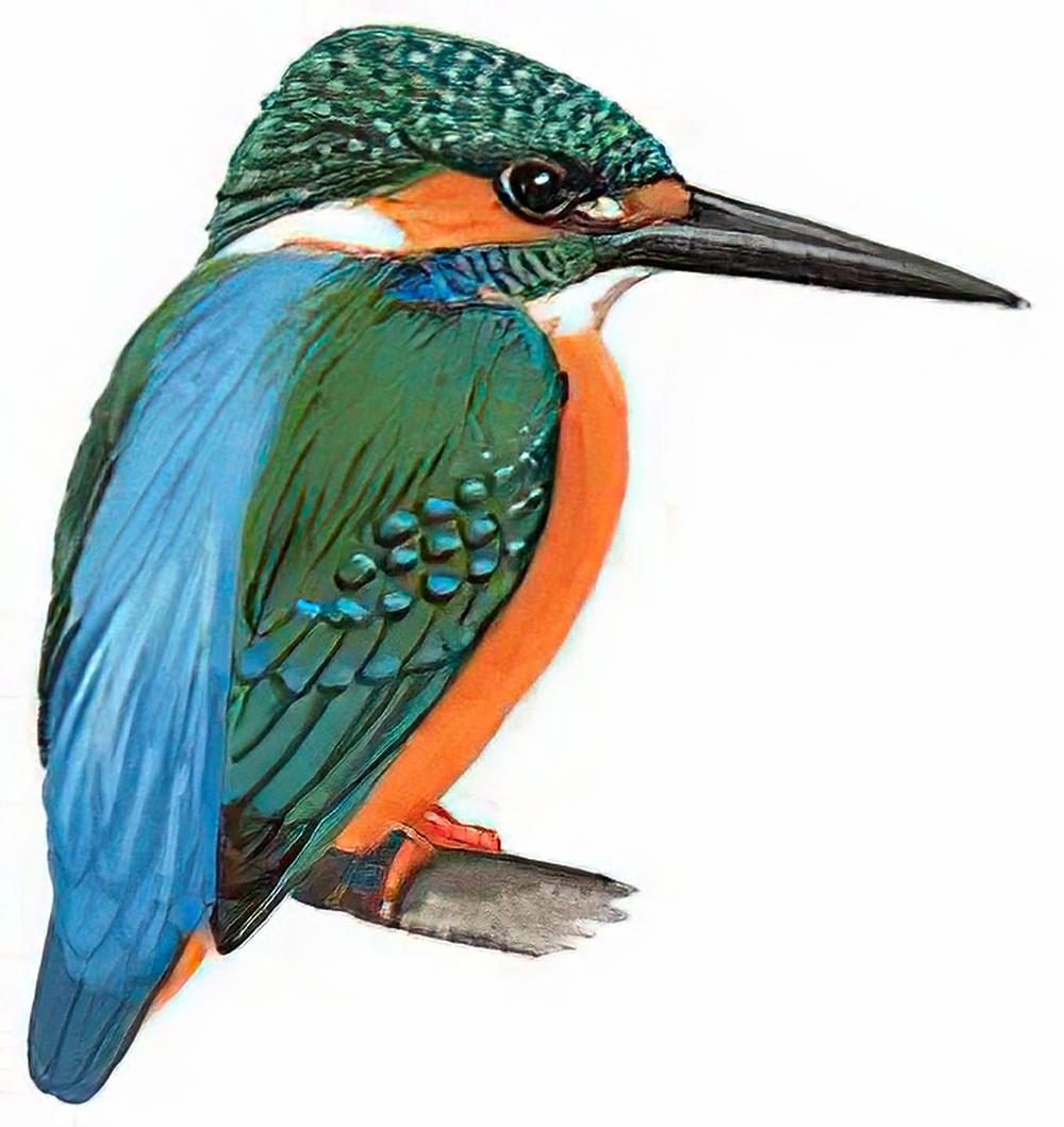 普通翠鸟 / Common Kingfisher