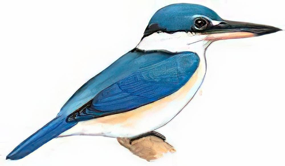 白领翡翠 / Collared Kingfisher