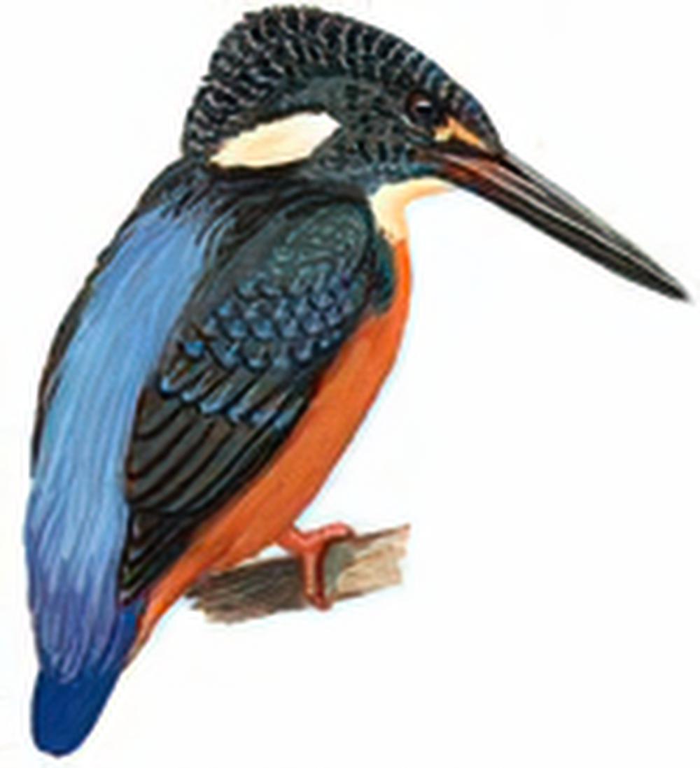 斑头大翠鸟 / Blyth\'s Kingfisher