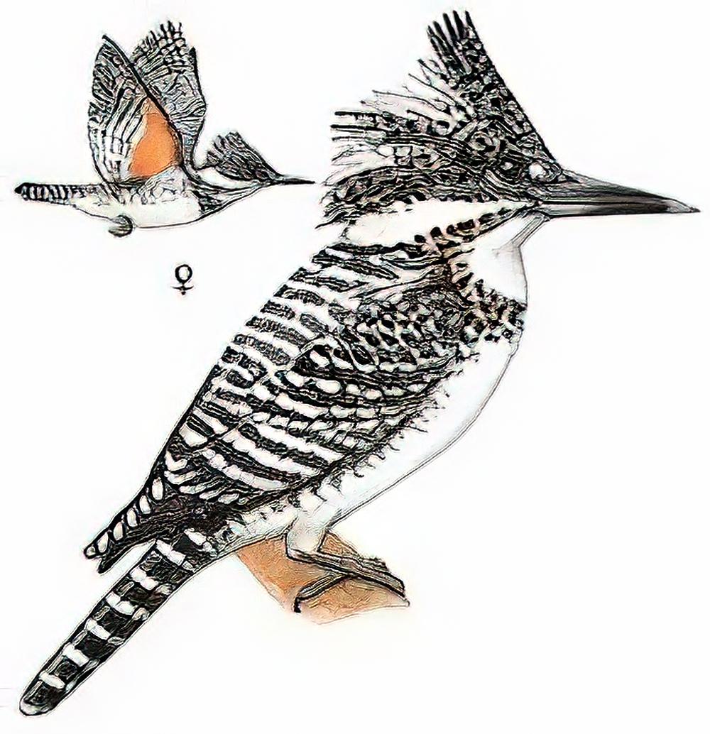 冠鱼狗 / Crested Kingfisher