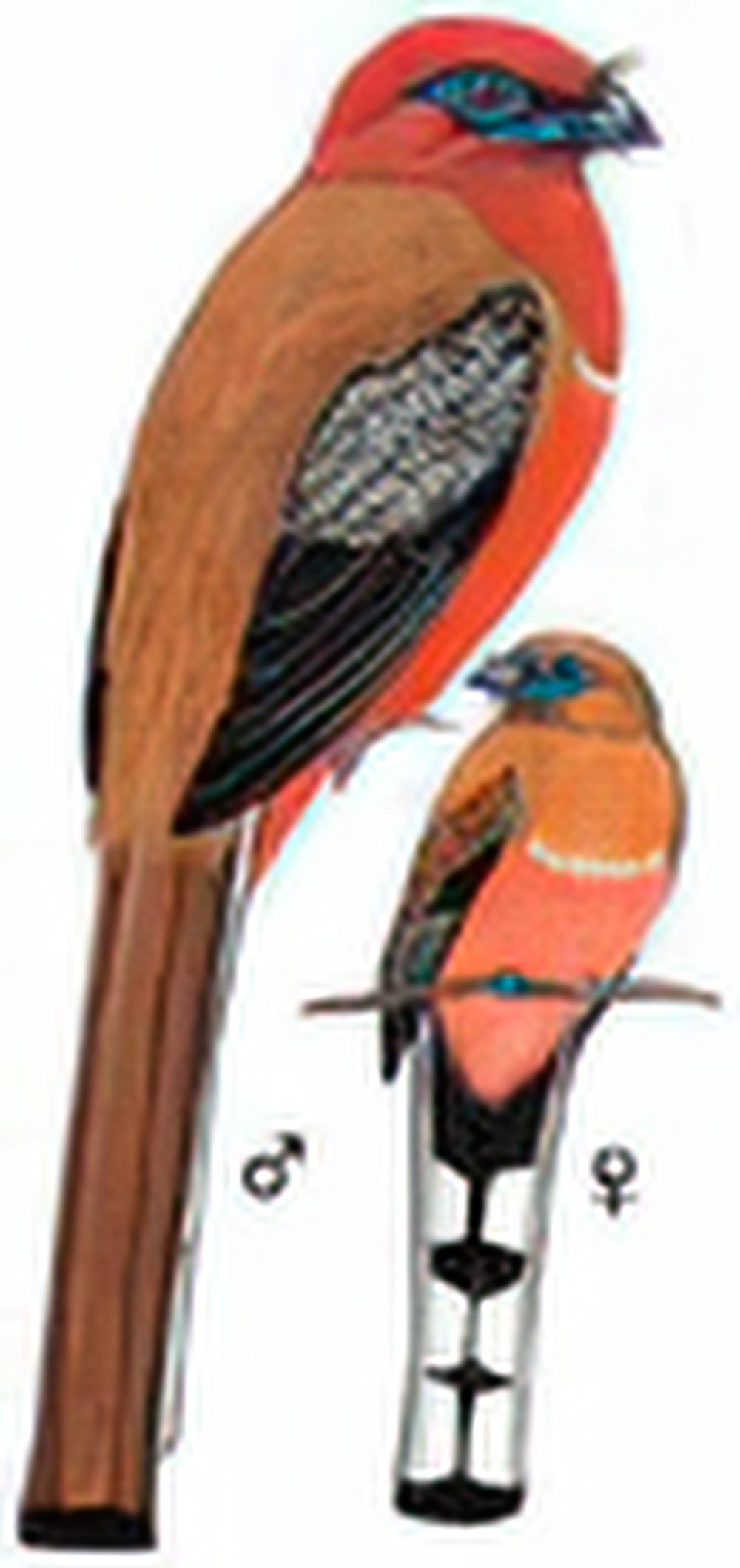 红头咬鹃 / Red-headed Trogon