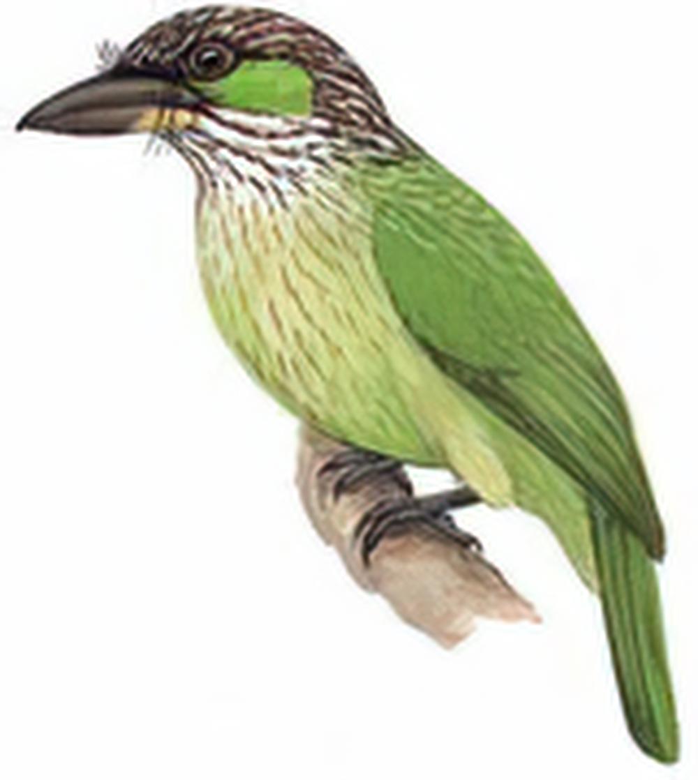 黄纹拟啄木鸟 / Green-eared Barbet