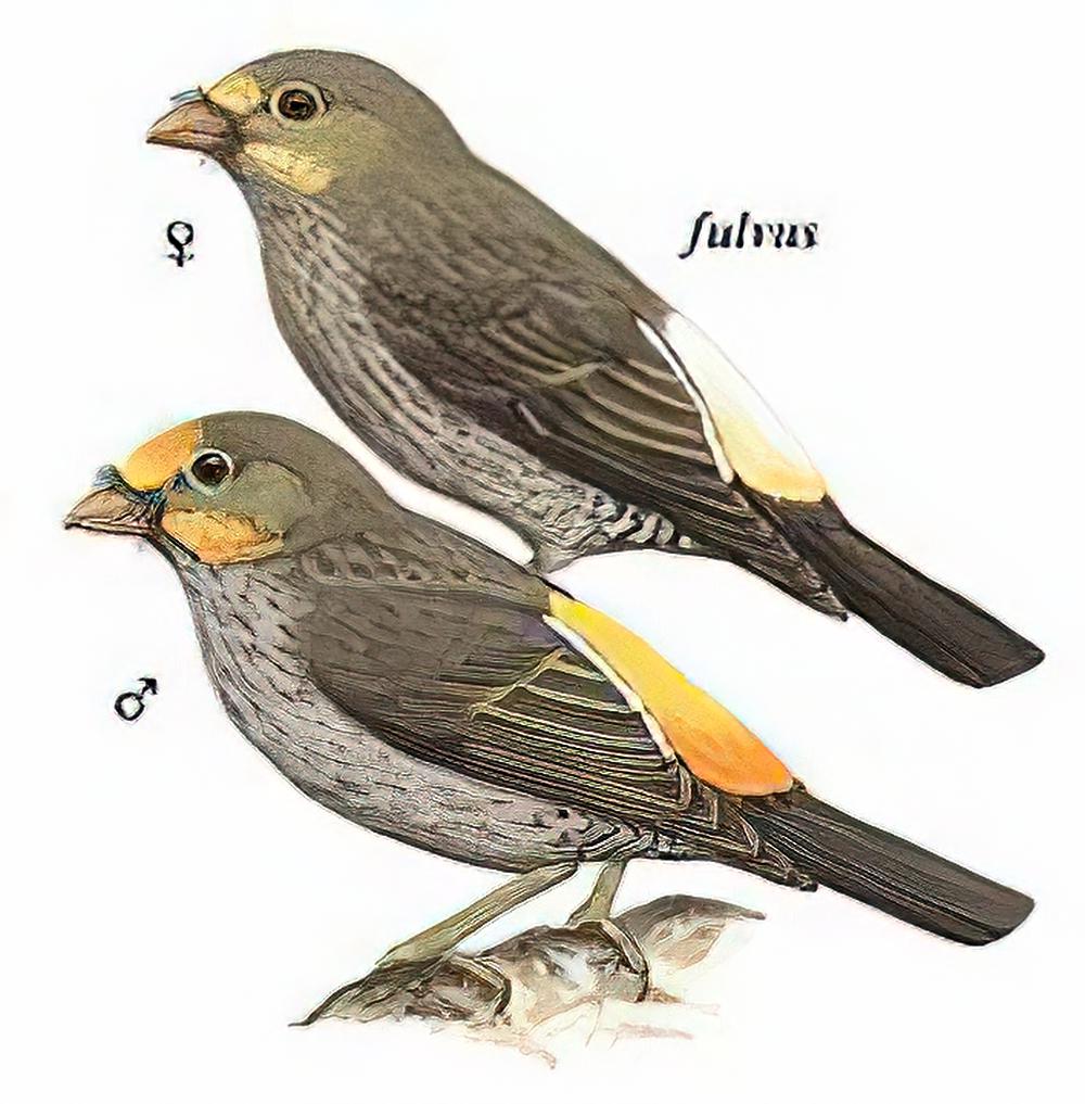 黄腰响蜜䴕 / Yellow-rumped Honeyguide