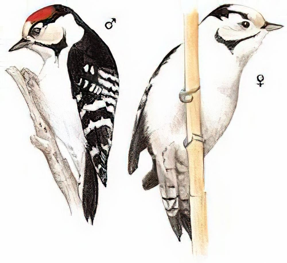 小斑啄木鸟 / Lesser Spotted Woodpecker