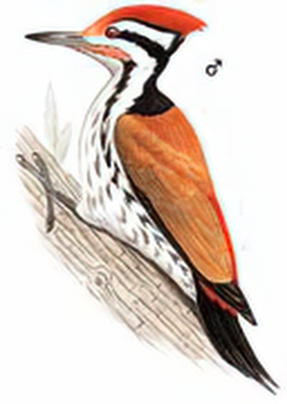 喜山金背三趾啄木鸟 / Himalayan Flameback