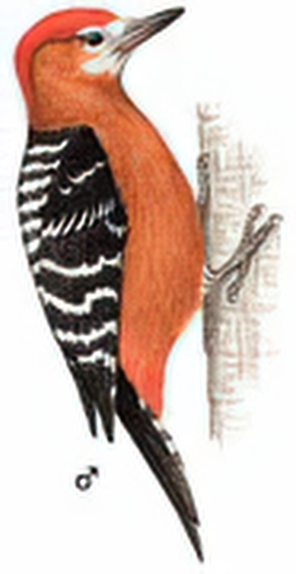 棕腹啄木鸟 / Rufous-bellied Woodpecker