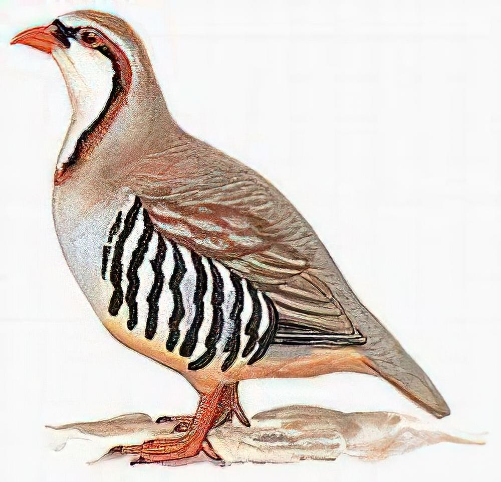 大石鸡 / Rusty-necklaced Partridge