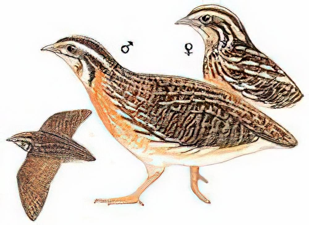 鹌鹑 / Common Quail