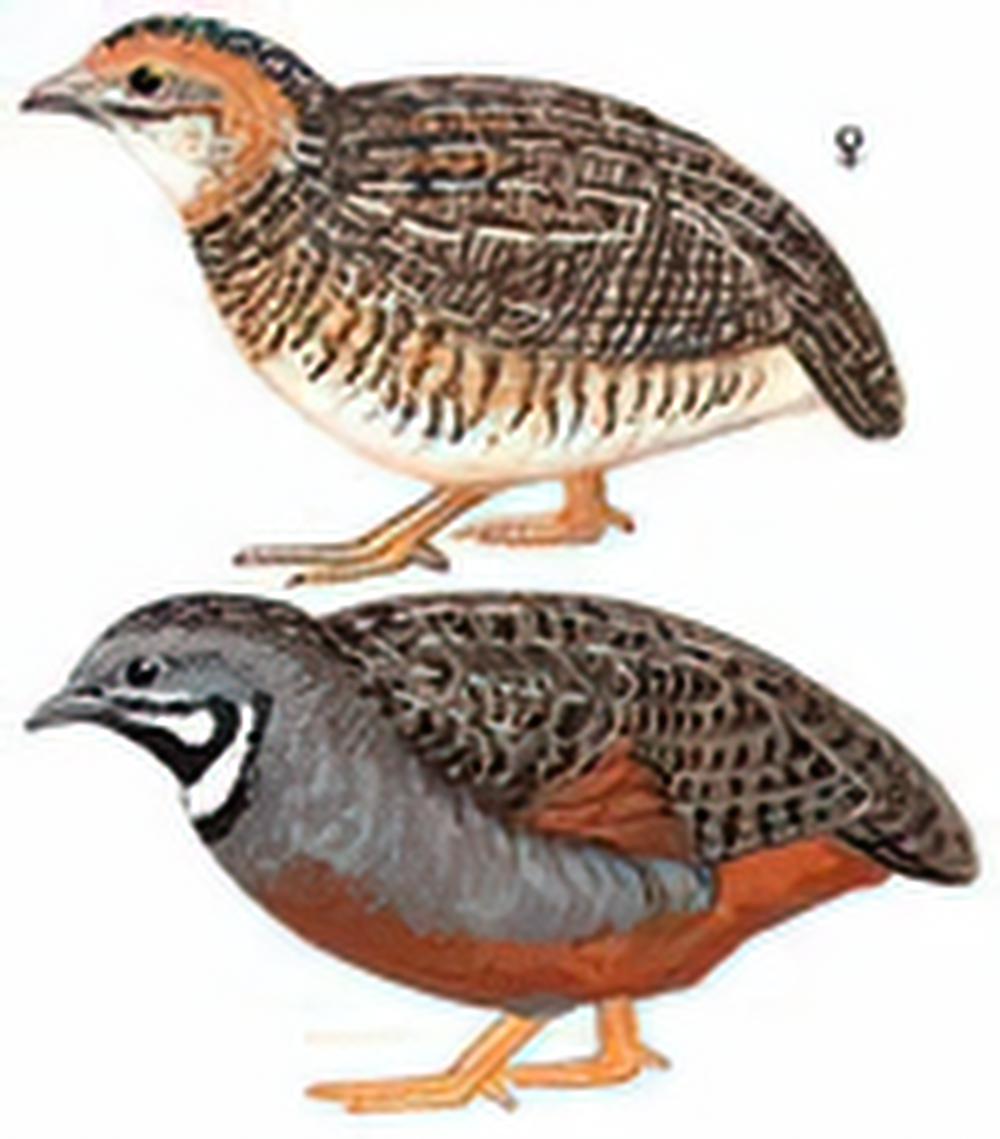 蓝胸鹑 / Blue-breasted Quail