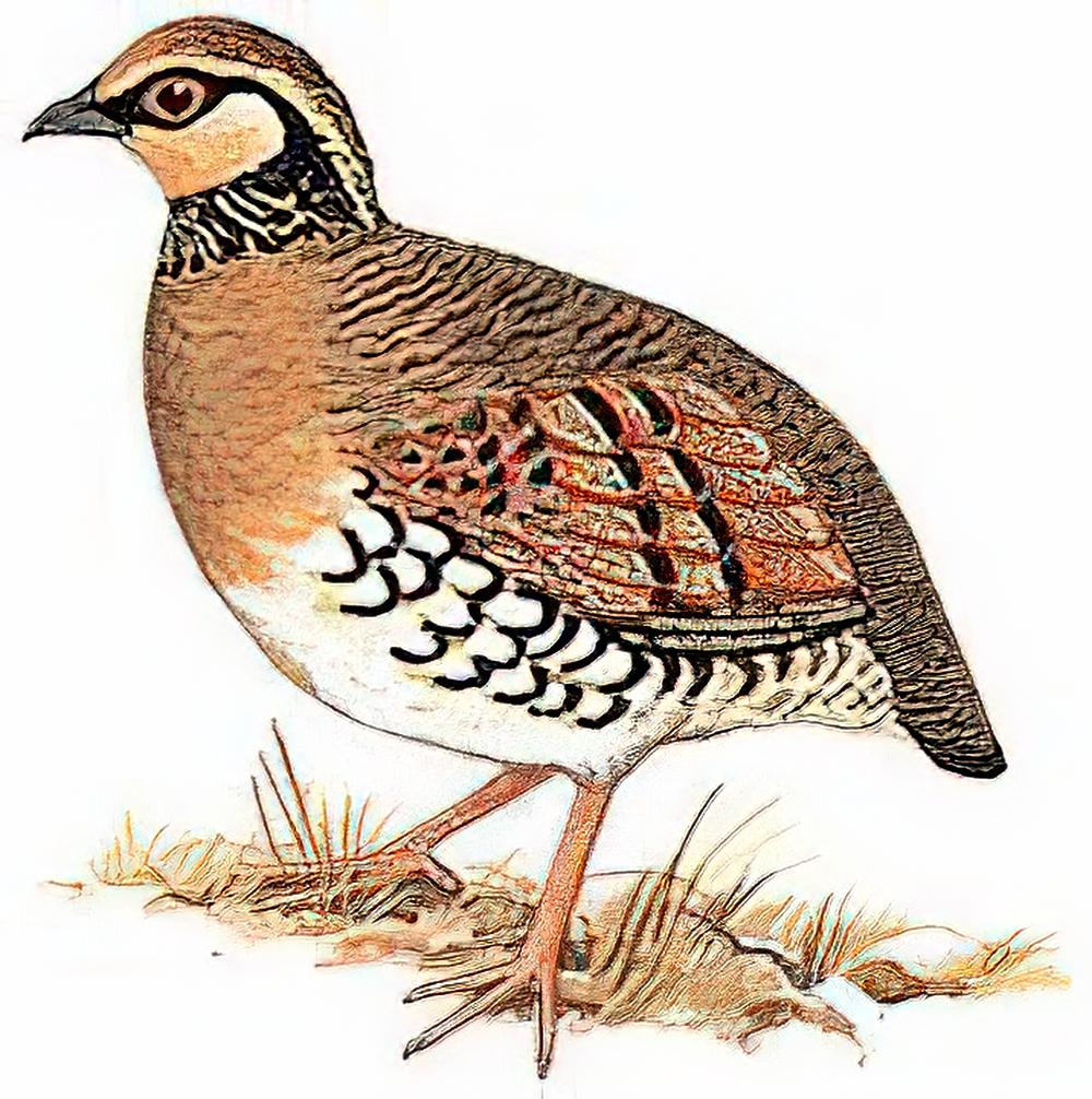 褐胸山鹧鸪 / Brown-breasted Hill Partridge