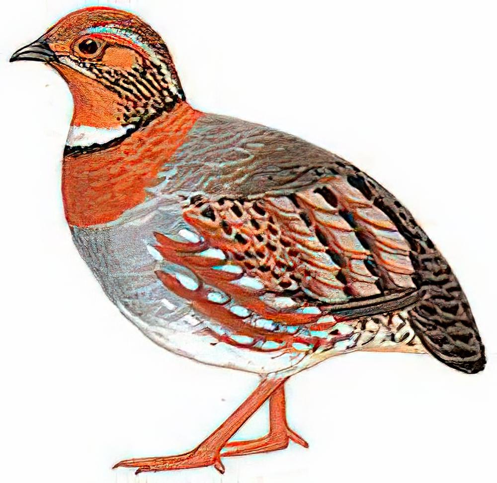 红胸山鹧鸪 / Red-breasted Hill Partridge