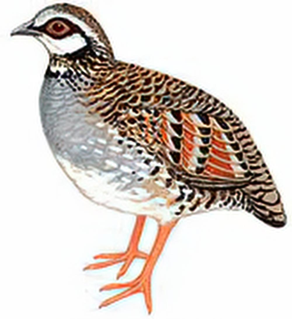 台湾山鹧鸪 / White-throated Hill Partridge