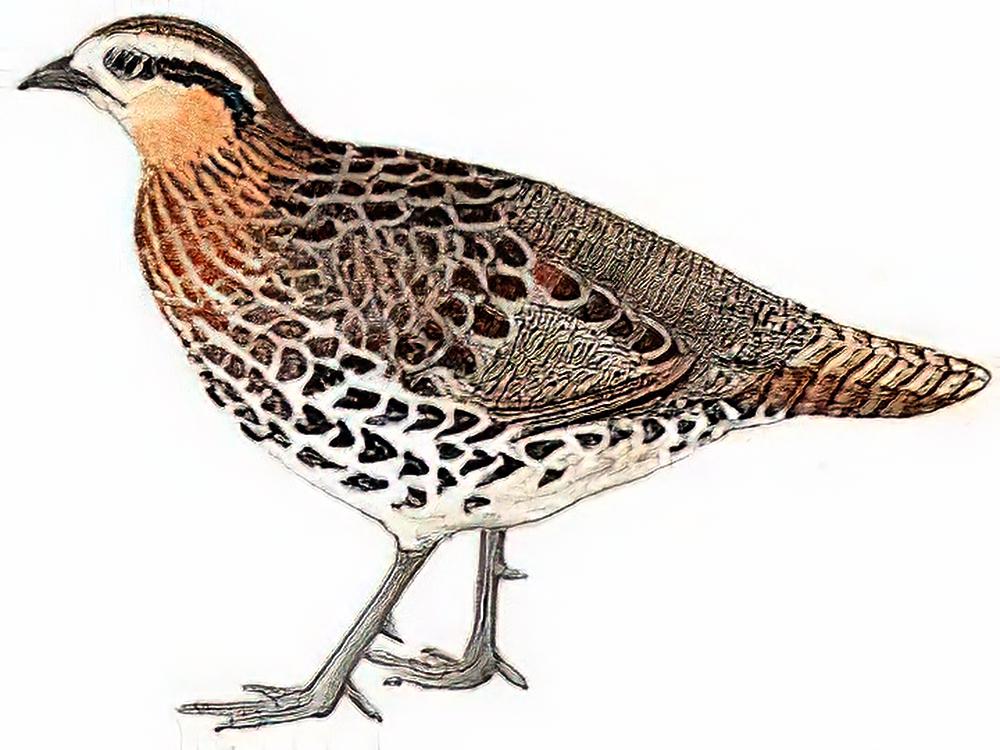 棕胸竹鸡 / Mountain Bamboo-Partridge