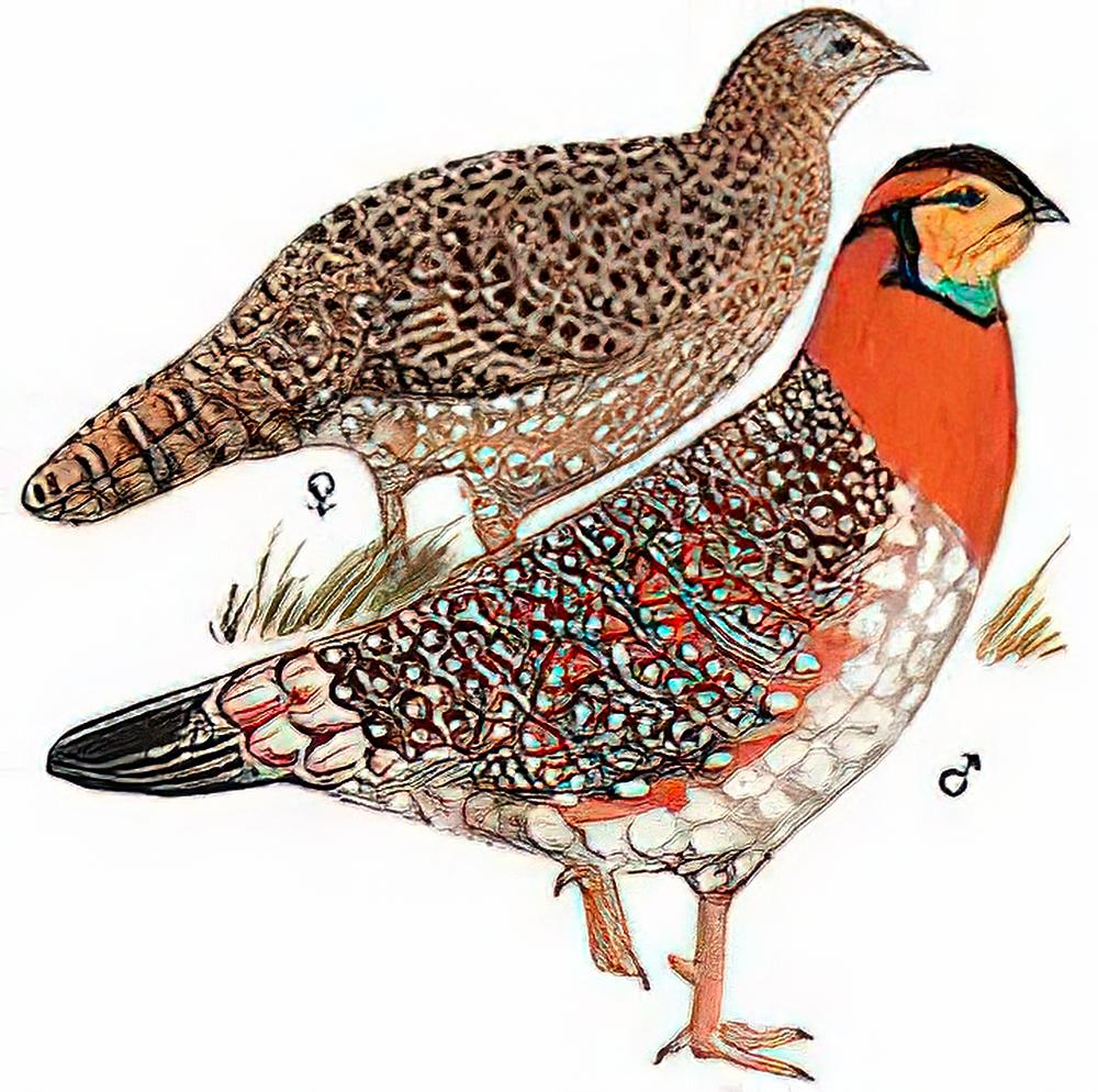 灰腹角雉 / Grey-bellied Tragopan