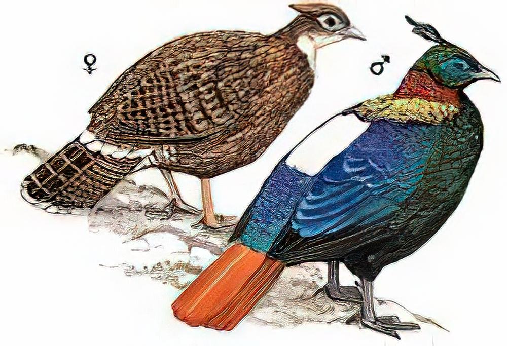 棕尾虹雉 / Himalayan Monal Pheasant