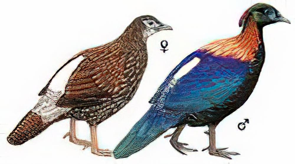 绿尾虹雉 / Chinese Monal Pheasant