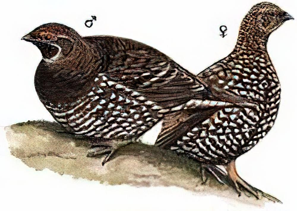 镰翅鸡 / Sickle-winged Grouse