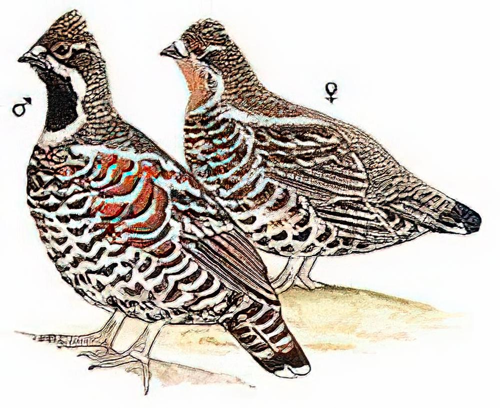 花尾榛鸡 / Hazel Grouse