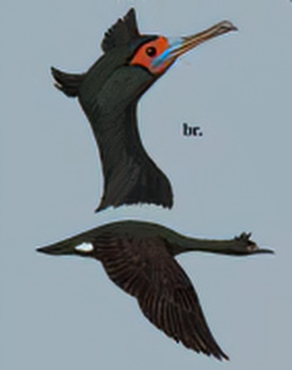 红脸鸬鹚 / Red-faced Cormorant