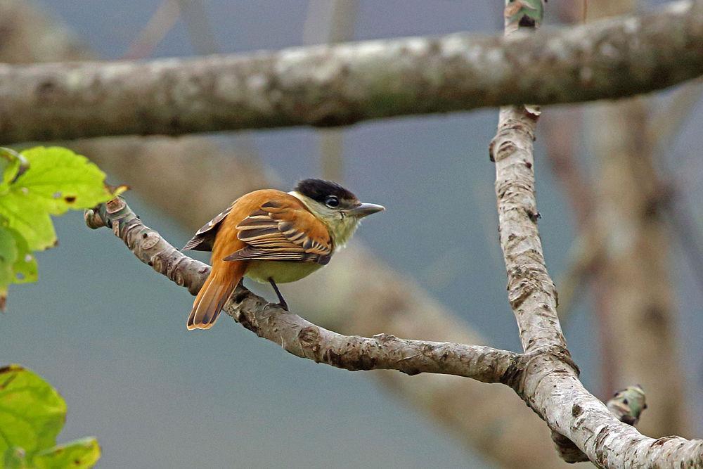 灰领厚嘴霸鹟 / Grey-collared Becard / Pachyramphus major