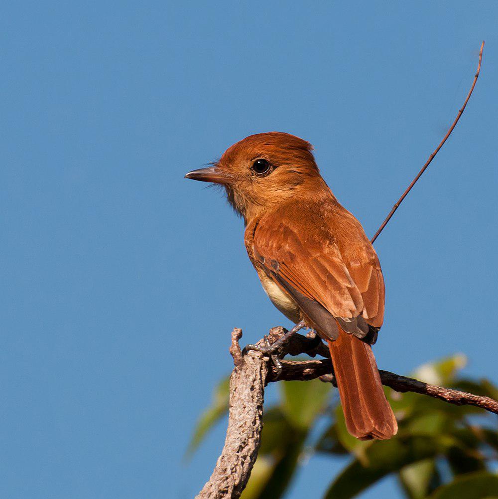 棕卡西霸鹟 / Rufous Casiornis / Casiornis rufus