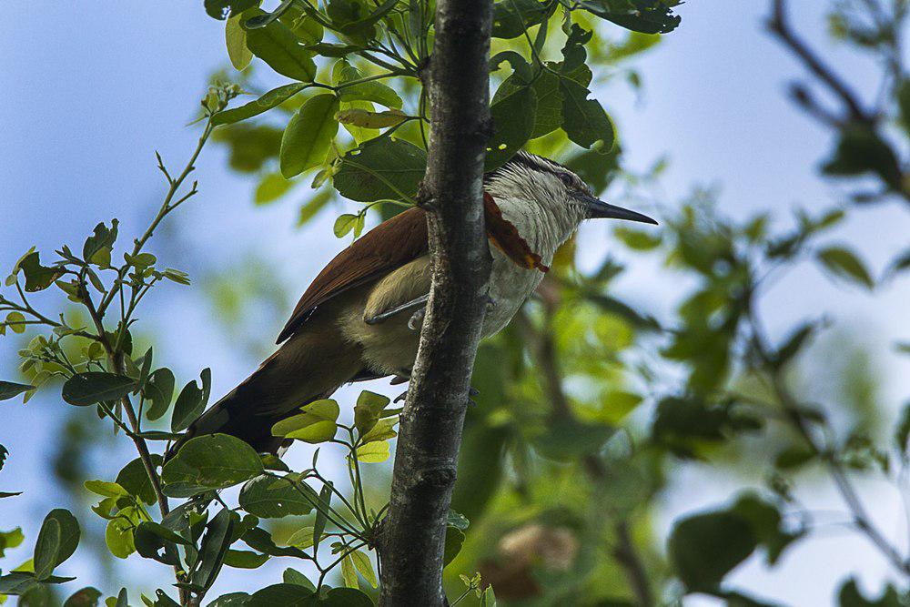 大曲嘴鹪鹩 / Giant Wren / Campylorhynchus chiapensis