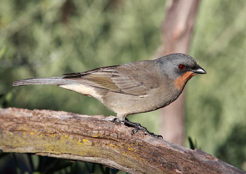 吉氏啸鹟 / Gilbert\'s Whistler / Pachycephala inornata