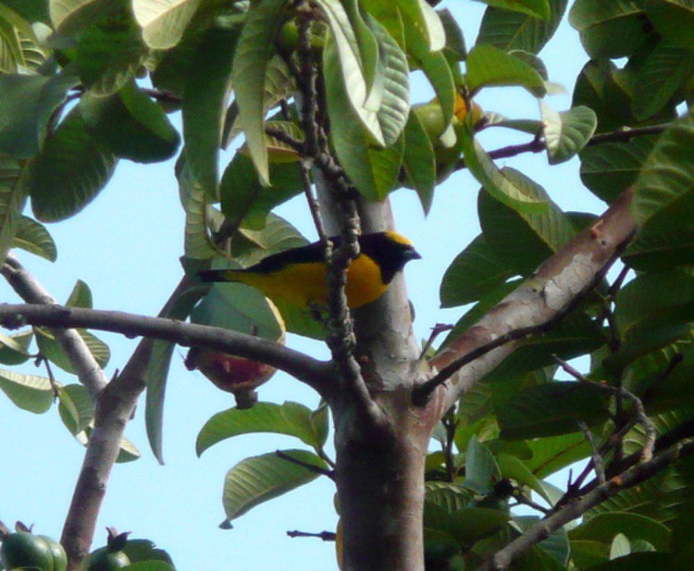 特立尼达歌雀 / Trinidad Euphonia / Euphonia trinitatis