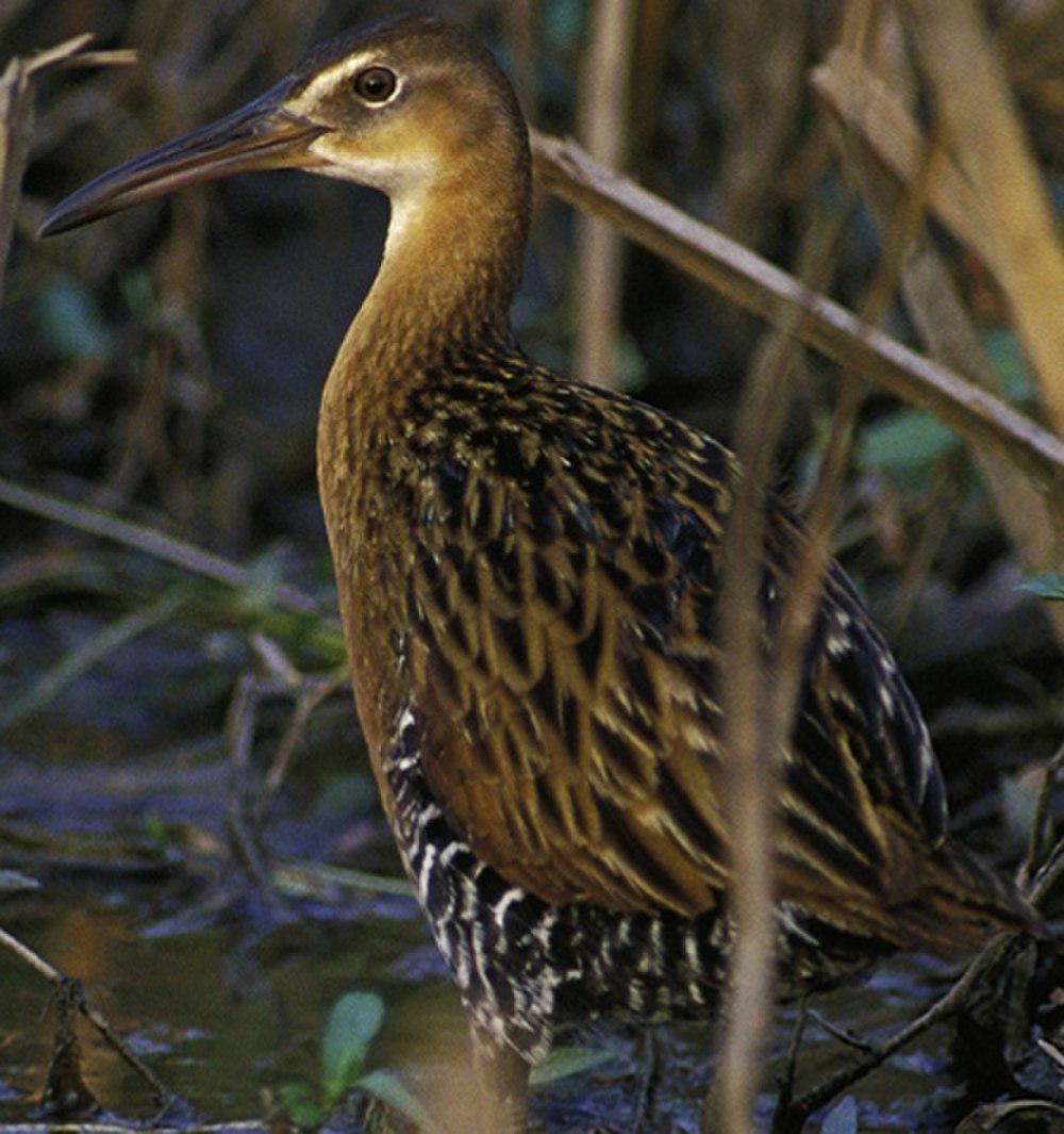 王秧鸡 / King Rail / Rallus elegans