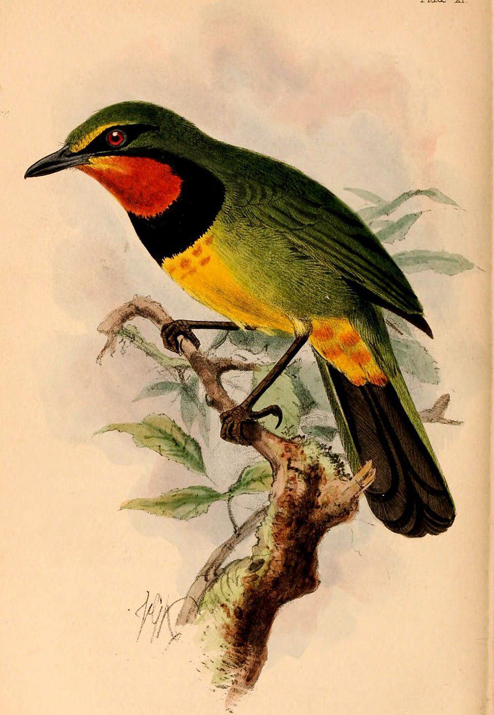 四色丛鵙 / Gorgeous Bushshrike / Telophorus viridis