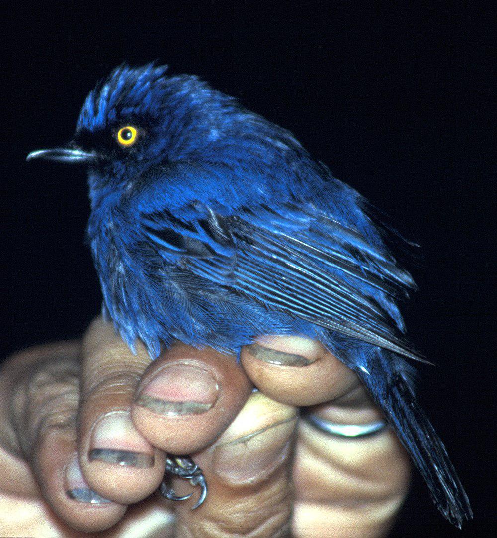 蓝刺花鸟 / Golden-eyed Flowerpiercer / Diglossa glauca