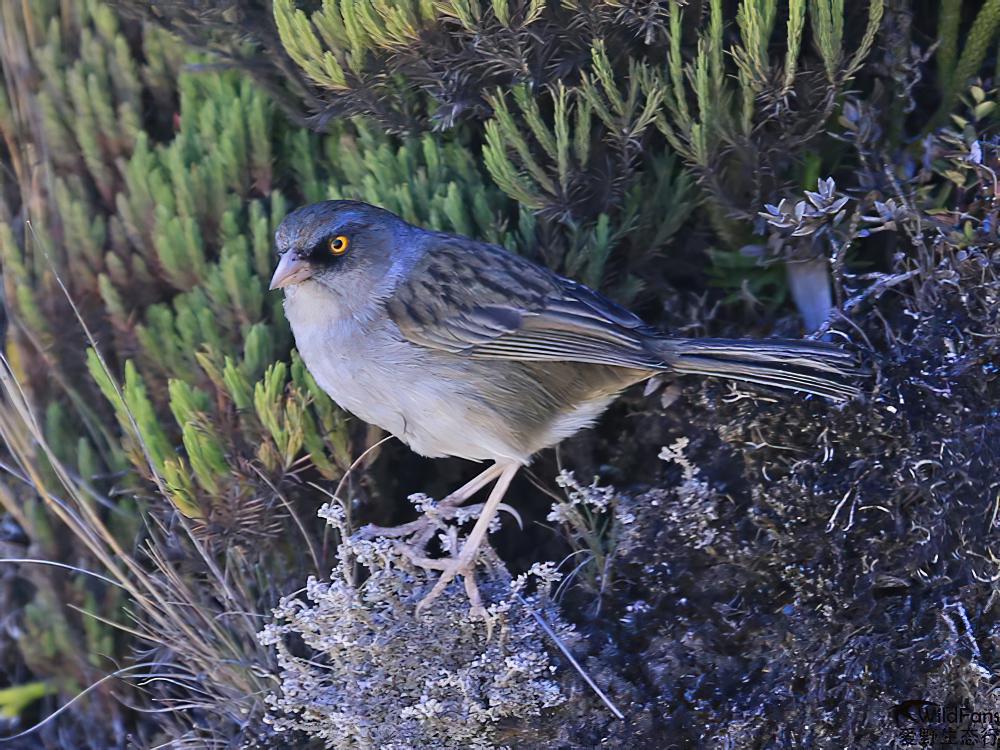 黄眼灯草鹀 / Volcano Junco / Junco vulcani