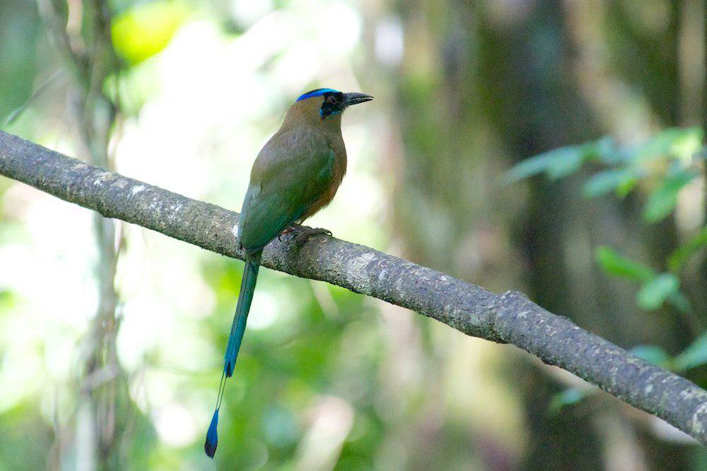 咳声翠鴗 / Whooping Motmot / Momotus subrufescens