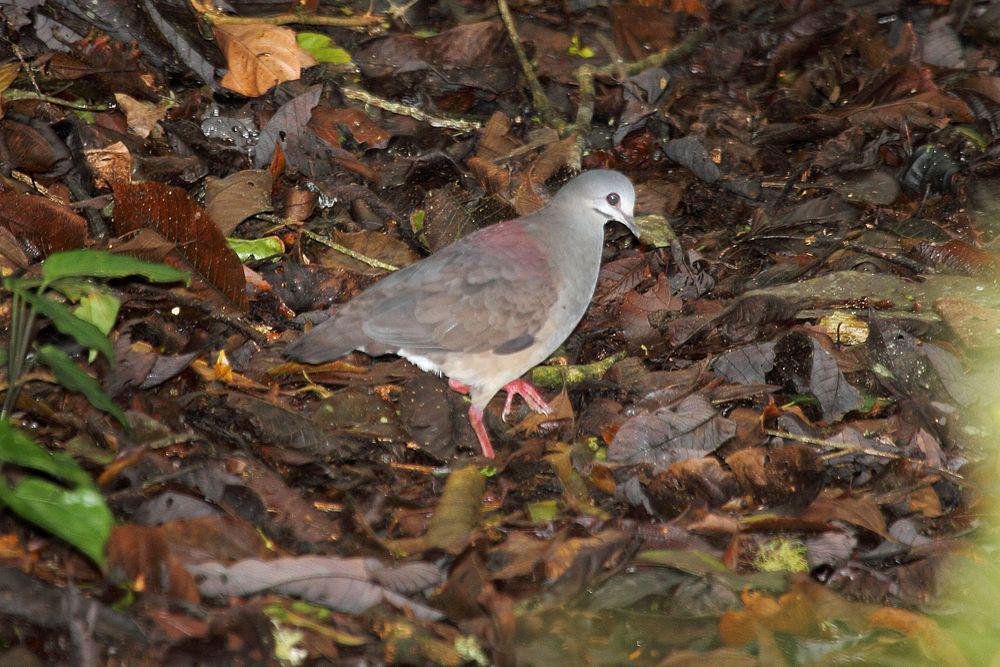 紫背鹑鸠 / Purplish-backed Quail-Dove / Zentrygon lawrencii