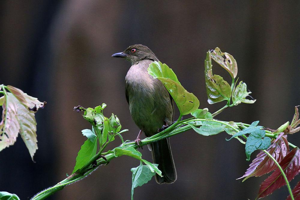 红眼褐鹎 / Asian Red-eyed Bulbul / Pycnonotus brunneus