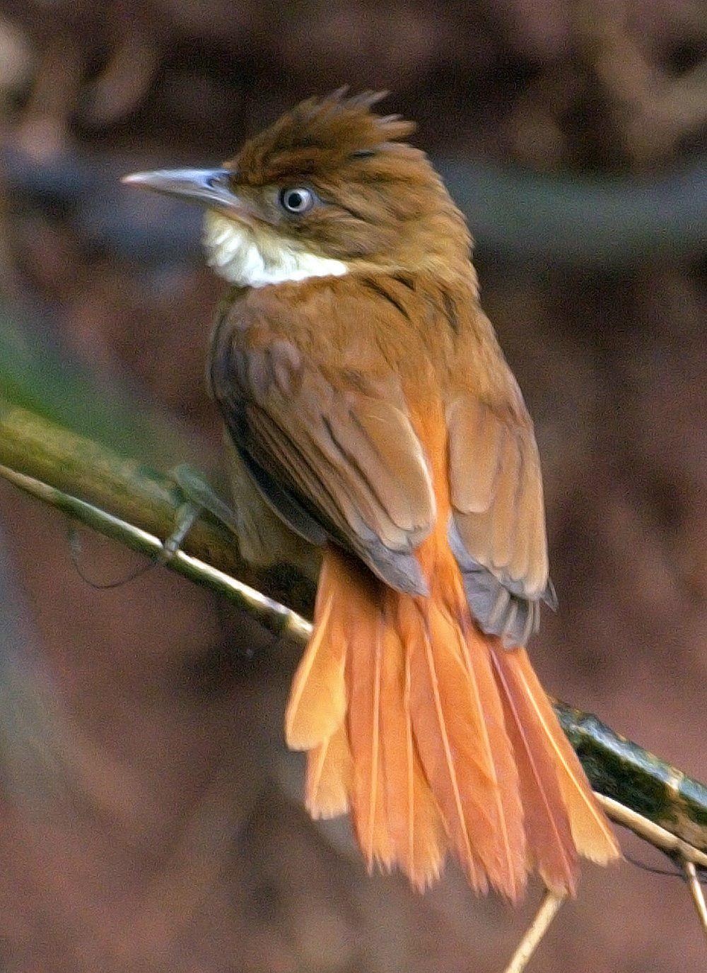 白眼拾叶雀 / White-eyed Foliage-gleaner / Automolus leucophthalmus