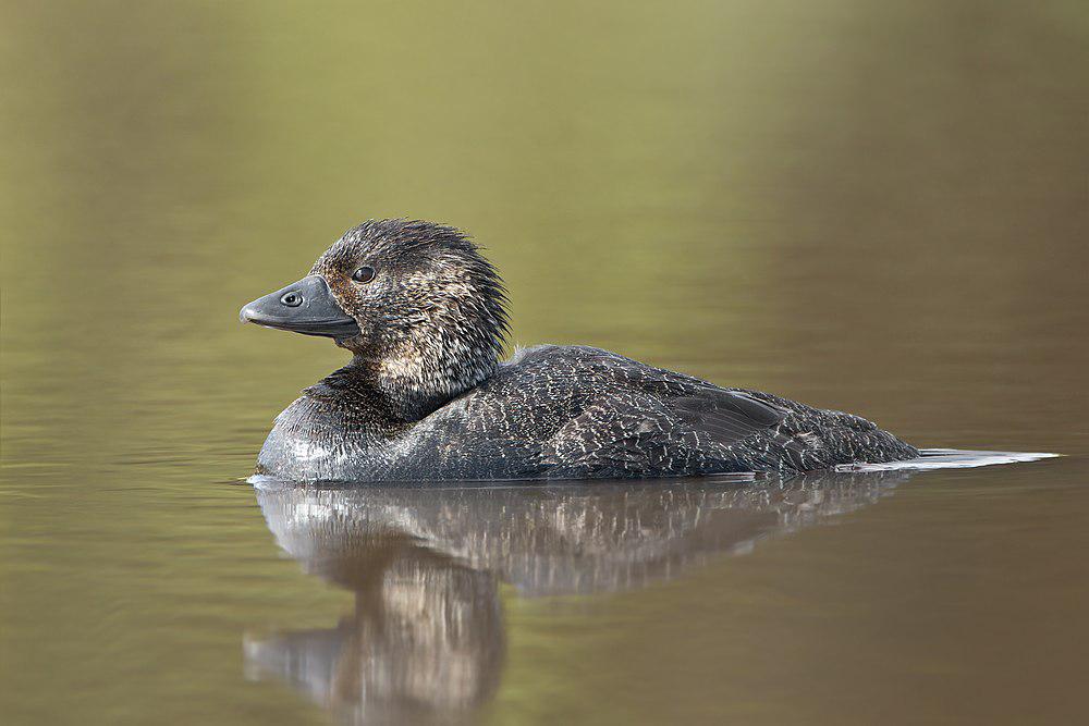 麝鸭 / Musk Duck / Biziura lobata