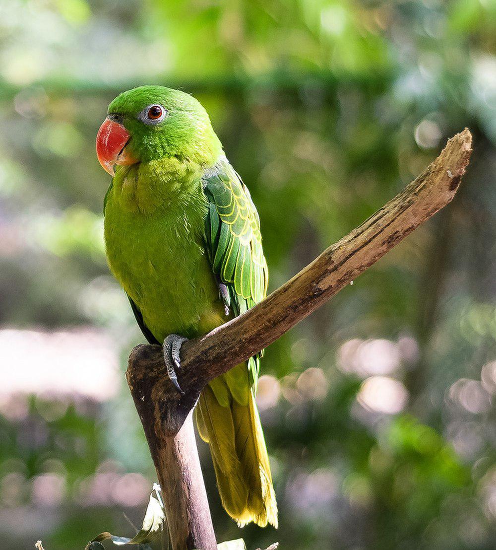 蓝背鹦鹉 / Blue-backed Parrot / Tanygnathus sumatranus