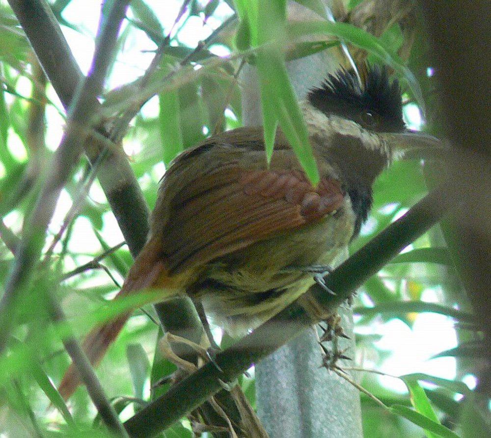 白须蚁鵙 / White-bearded Antshrike / Biatas nigropectus