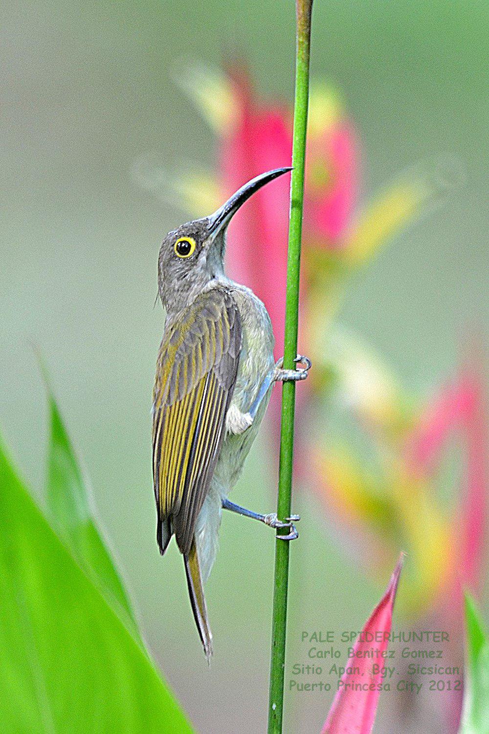 淡色捕蛛鸟 / Pale Spiderhunter / Arachnothera dilutior