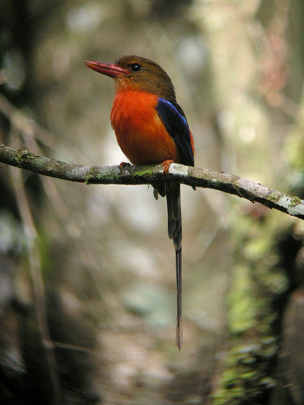 褐背仙翡翠 / Brown-headed Paradise Kingfisher / Tanysiptera danae